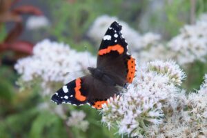 natuur Texel tuin hovenier voedselbos thee fruit permacultuur