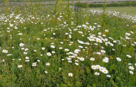 Natuur Texel Tuin hovenier permacultuur tuinontwerp tuincoach tuinaanleg Tatenhove beplanting