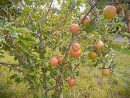 Fruitbomen en bomen