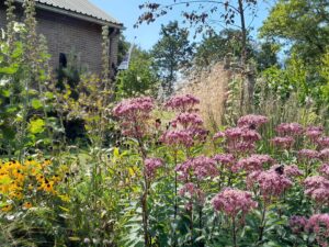 Tuinontwerp tuinplantenverkoop Texel Tuinaanleg Biodiversiteit