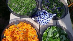 natuur tuin Texel thee maken lunch maken permacultuur voedselbos tuinontwerp tuinaanleg tuincoach planten kopen