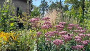 natuur plantenverkoop tuinplanten Texel advies planten op bestelling